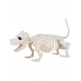 Esqueleto de perro salchicha 55 cm