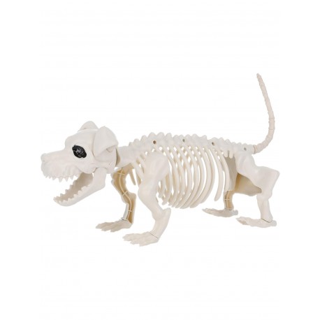 Esqueleto de perro salchicha 55 cm